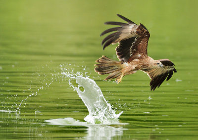 Brahminy Kite - Haliastur indus (Brahmaanse Wouw)
