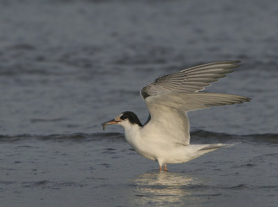 Common Tern - Sterna hirundo (Visdief)