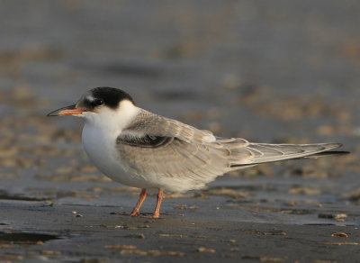Common Tern - Sterna hirundo (Visdief)