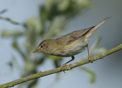 Northern Chiffchaff - Phylloscopus collybita (Tjiftjaf)