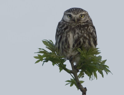 Little Owl - Athene noctua (Steenuil) 