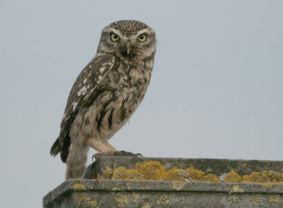 Owls - Strigidae (Uilen)