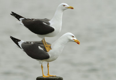 Lesser Black-backed Gull - Larus fuscus (Kleine Mantelmeeuw)