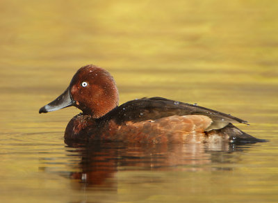 Ferruginous Duck - Aythya nyroca (Witoogeend) 