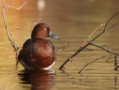 Ferruginous Duck - Aythya nyroca (Witoogeend) 
