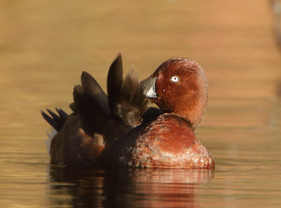 Ferruginous Duck - Aythya nyroca (Witoogeend) 