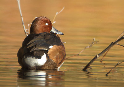 Ferruginous Duck - Aythya nyroca (Witoogeend)