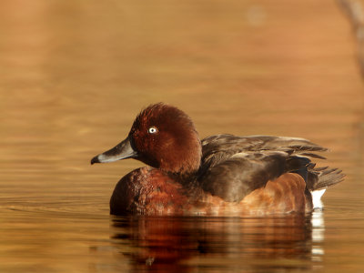 Ferruginous Duck - Aythya nyroca (Witoogeend) 