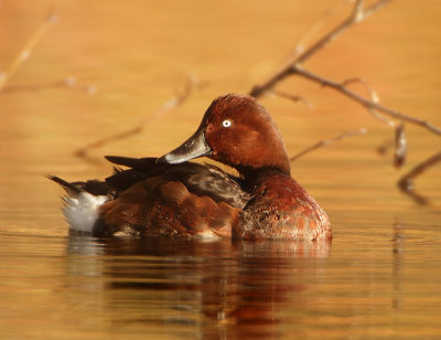 Ferruginous Duck - Aythya nyroca (Witoogeend) 