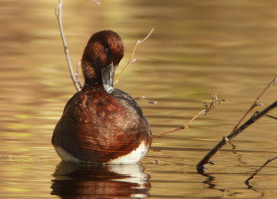 Ferruginous Duck - Aythya nyroca (Witoogeend) 