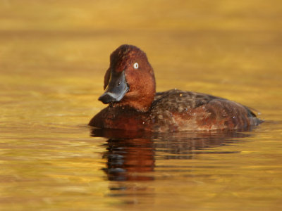 Ferruginous Duck - Aythya nyroca (Witoogeend) 