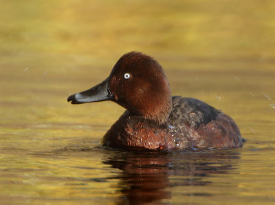 Ferruginous Duck - Aythya nyroca (Witoogeend) 