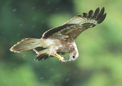 Brahminy Kite - Haliastur indus (Brahmaanse Wouw)