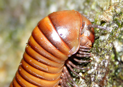 Diplopoda - Millipedes (Miljoenpoten) 
