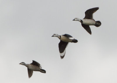 Cotton Pygmy-Goose - Nettapus coromandelianus 