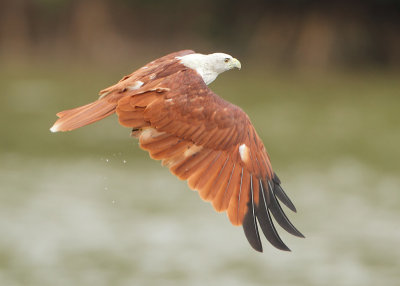 Brahminy Kite - Haliastur indus (Brahmaanse Wouw)