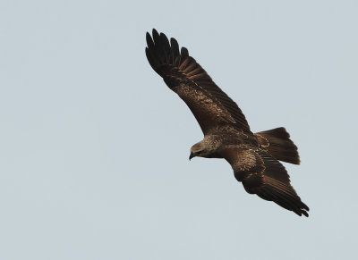 Brahminy Kite - Haliastur indus (Brahmaanse Wouw)