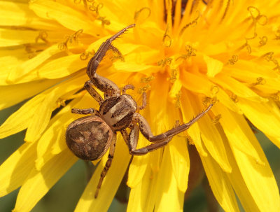 Xysticus-spec