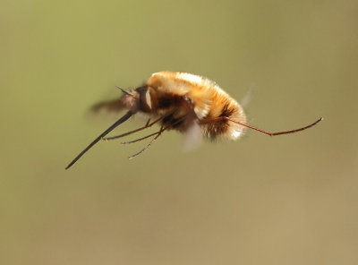 Bombylius major (Linnaeus, 1758)
