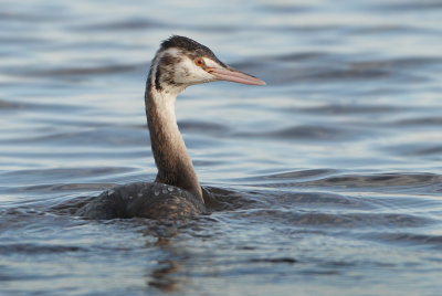 Great Crested Grebe - Podiceps cristatus (Fuut)