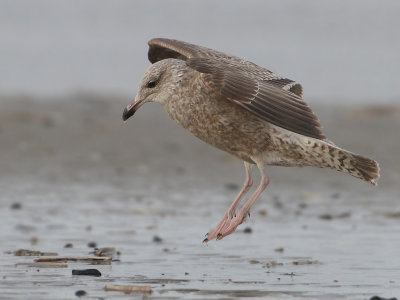Herring Gull - Larus argentatus (Zilvermeeuw)
