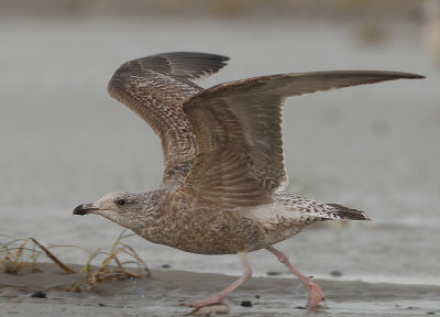 Herring Gull - Larus argentatus (Zilvermeeuw)