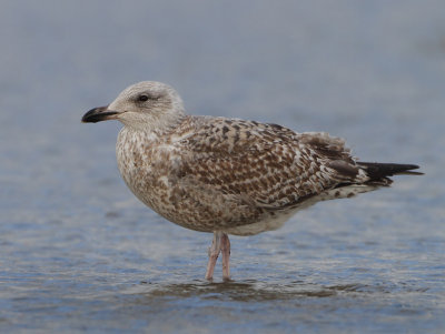 Herring Gull - Larus argentatus (Zilvermeeuw)