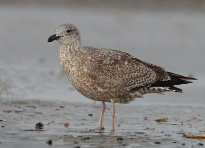 Herring Gull - Larus argentatus (Zilvermeeuw)
