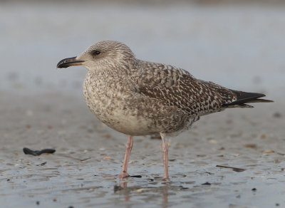 Herring Gull - Larus argentatus (Zilvermeeuw)