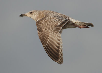 Herring Gull - Larus argentatus (Zilvermeeuw)