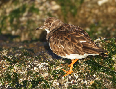 Ruddy Turnstone - Arenaria interpres (Steenloper)