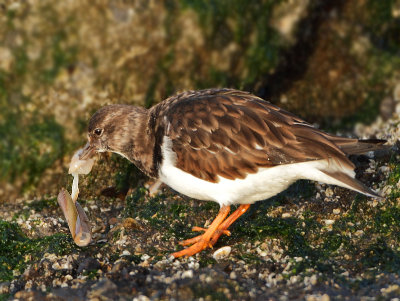 Ruddy Turnstone - Arenaria interpres (Steenloper)