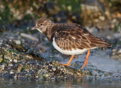 Ruddy Turnstone - Arenaria interpres (Steenloper)