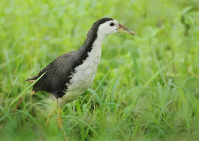 White-breasted Waterhen - Amaurornis phoenicurus (Witborstwaterhoen)