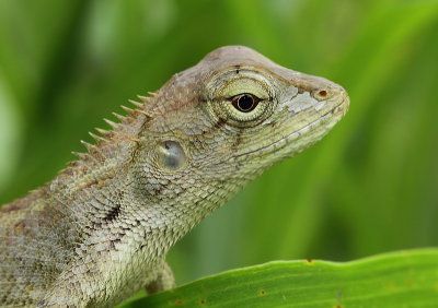 Calotes versicolor (Daudin, 1802)