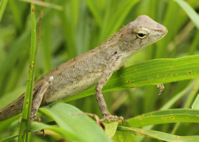 Calotes versicolor (Daudin, 1802)