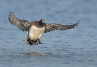 Eurasian Wigeon - Anas penelope (Smient)