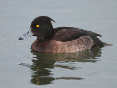 Tufted Duck - Aythya fuligula (Kuifeend)