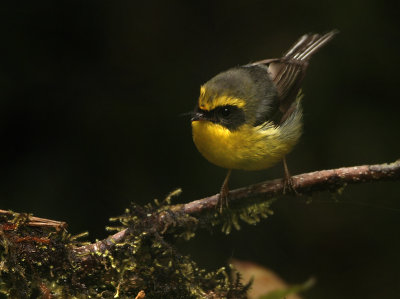 Fairy Flycatchers - Stenostiridae