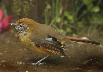 Bar-throated Minla - Minla strigula castanicauda