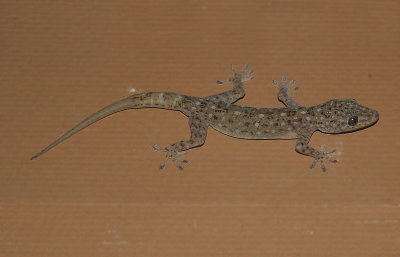 Gekko petricolus (Taylor, 1962)