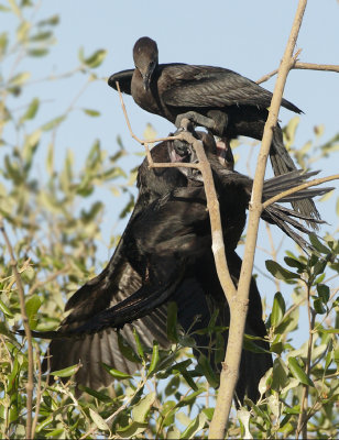 Little Cormorant - Phalacrocorax niger (Indische Dwergaalscholver)