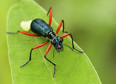 Coleoptera - Beetles (Torren en kevers)