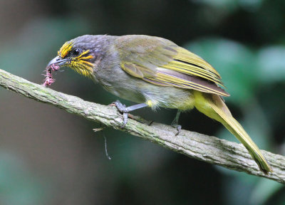 Stripe-throated Bulbul - Pycnonotus finlaysoni