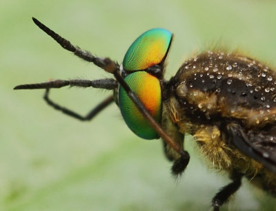 Chrysops relictus (Meigen, 1820)