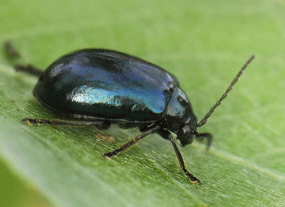 Agelastica alni (Linnaeus, 1758)