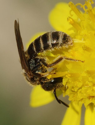 Halictus tumulorum (Linnaeus, 1758)