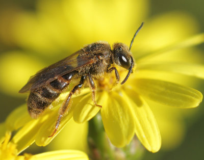 Halictus tumulorum (Linnaeus, 1758)