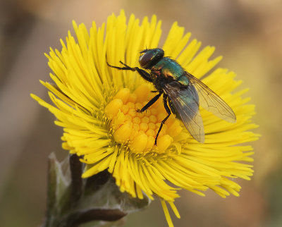 Lucilia caesar (Linnaeus, 1758)
