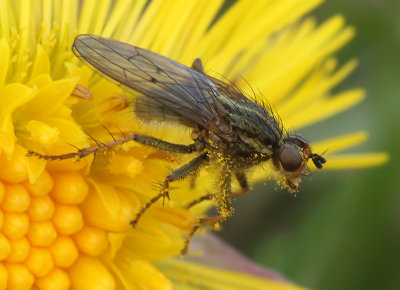Scathophaga stercoraria (Linnaeus, 1758)